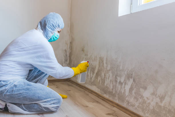 Licensed Commercial Mold Remediation service in Hallieford, VA - WQB Mold Removal