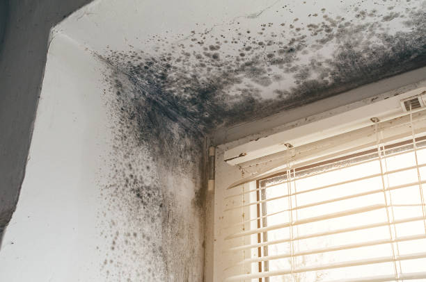 Affordable Commercial Mold Remediation solutions in Hallieford, VA
